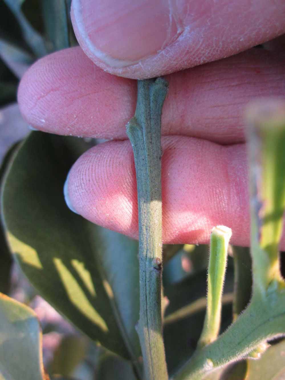              First year twig (Winter Haven, FL)       